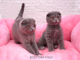 Scottish Fold Yavru Kedilerimiz