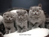 Birbirinden Güzel Scottish Fold Yavrularımız