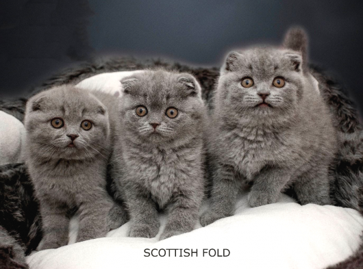 Birbirinden Güzel Scottish Fold Yavrularımız