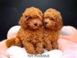 Yeni Doğan Toy Poodle Yavruları