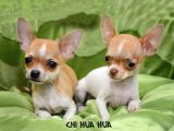 Erkek ve Dişi Chihuahua Yavrularımız