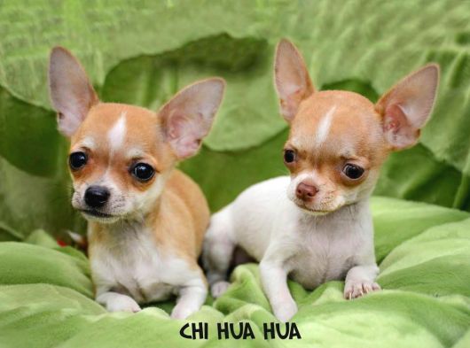 Erkek ve Dişi Chihuahua Yavrularımız