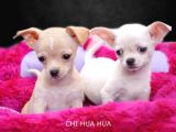 Chihuahua Yavrularımız