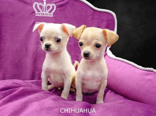 Birbirinden güzel Chihuahua yavrularımız