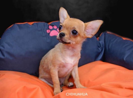 Dişi Chihuahua Yavrumuz