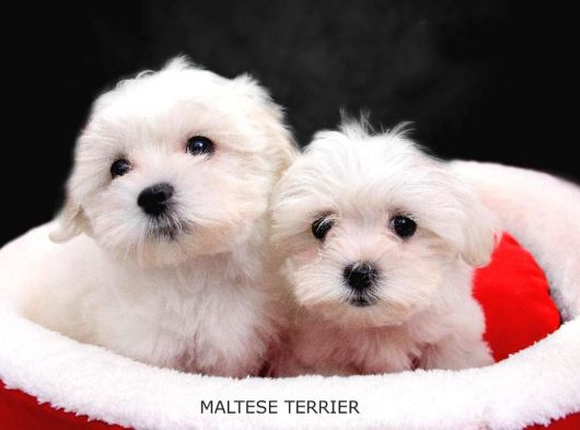 Yeni Doğan Maltese Terrier Yavrularımız