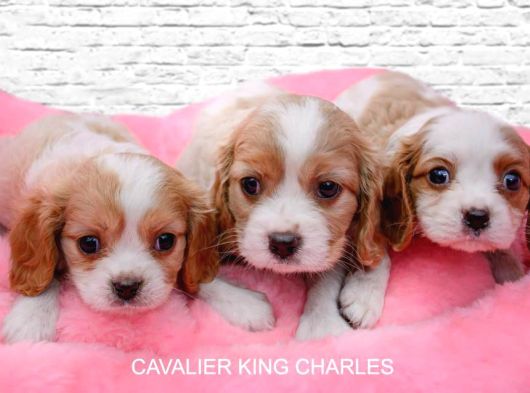 Cavalier King Charles Yavruları