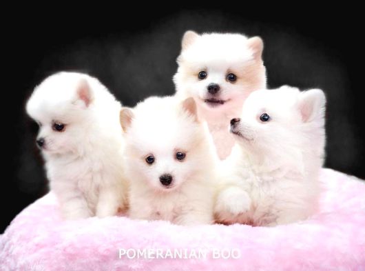 Bibririnden Güzel Pomeranian Boo Yavrularımız