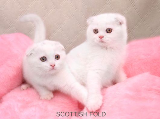 Yeni Doğan Scottish Fold Yavrularımız