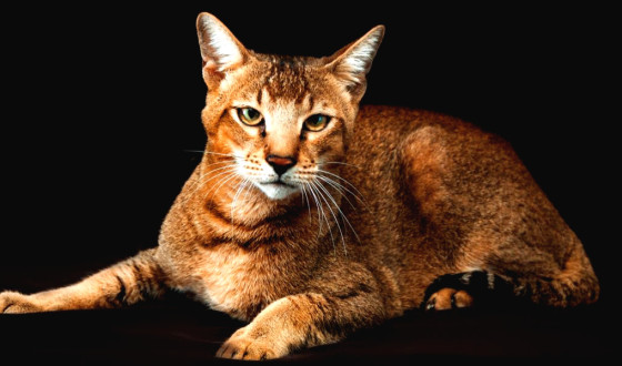Chausie Kedi Irkı Özellikleri ve Bakımı