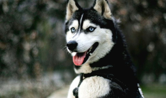 Sibirya Kurdu Köpek Irkı Özellikleri ve Bakımı