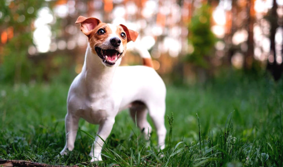 Jack Russell Terrier Köpek Irkı Bakımı ve Özellikleri
