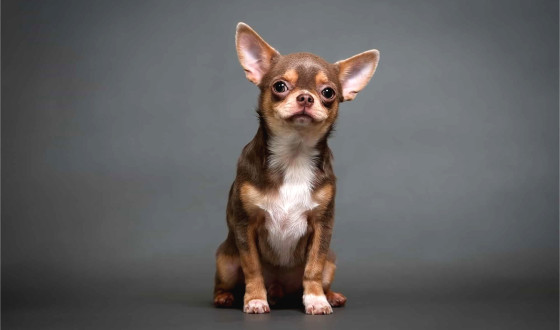 Chihuahua Köpek Irkı Özellikleri ve Bakımı