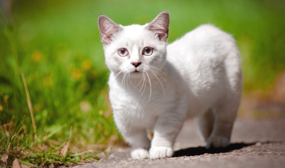 Munchkin Kedi Irkı Özellikleri ve Bakımı