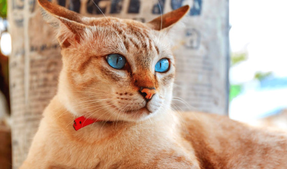 Mavi Gözlü Kedi Irkları Hangileri?