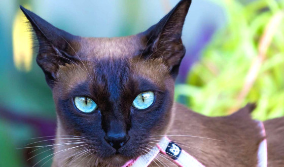Tonkinese Kedi Irkı Özellikleri ve Bakımı
