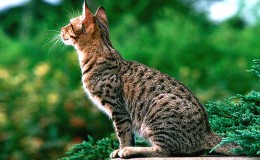 Ocicat Kedi Irkı Özellikleri ve Bakımı